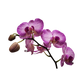Orchid