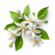 Delicate Neroli